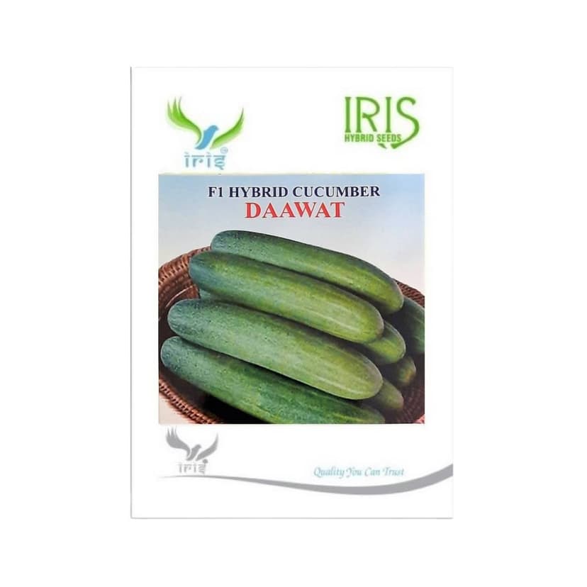 Hybrid Cucumber Dawat Vegetable Seeds