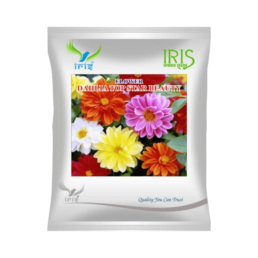 Hybrid Dahlia Top Star Mix Flower Seeds (300 Seeds)