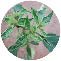 Thrips