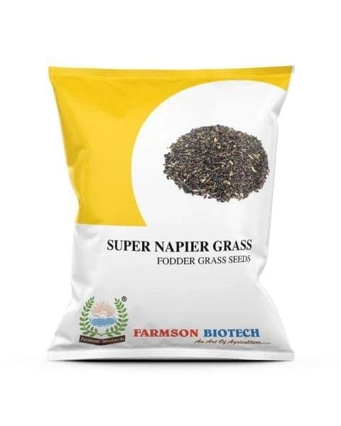 FODDER GRASS SUPERNAPIER GRASS