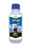 Velum Prime