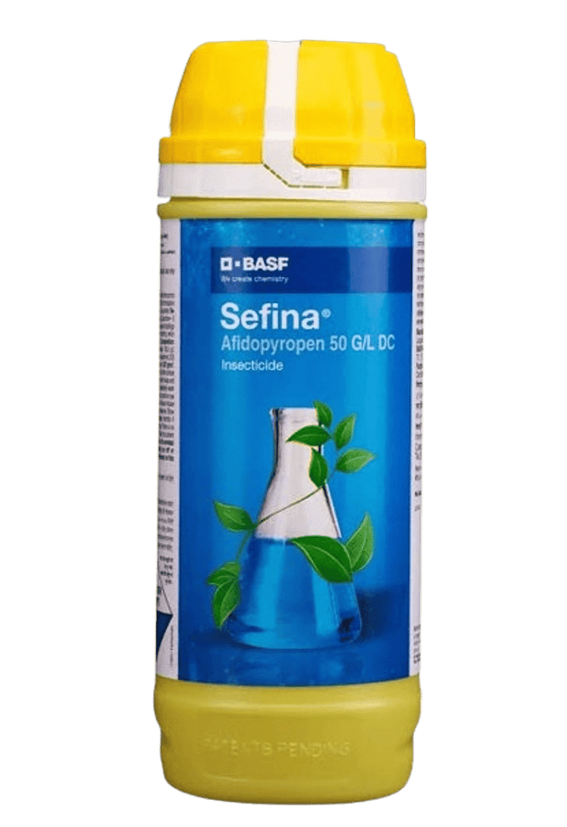 Sefina