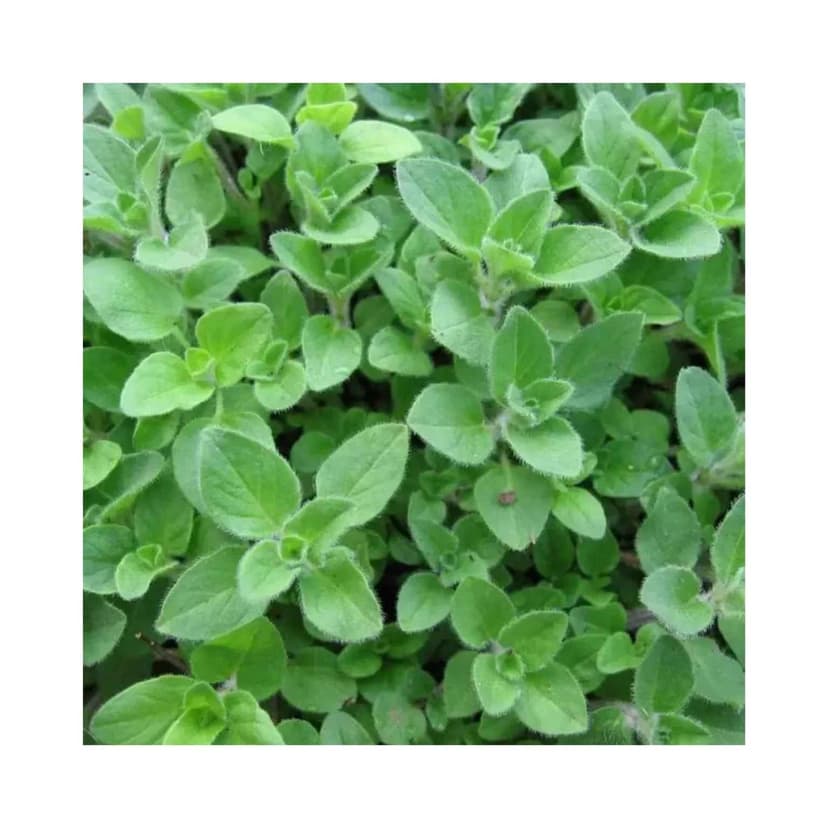 Hybrid Oregano Herb Seeds