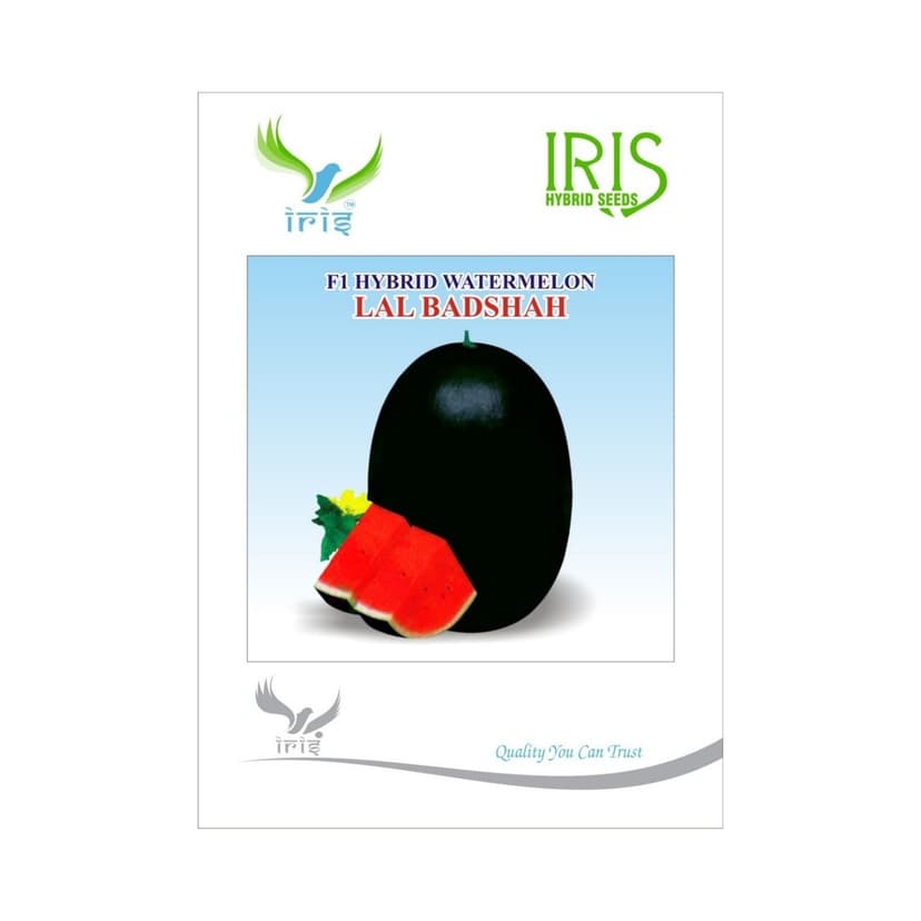 Hybrid Watermelon Lal Badshah Fruit Seeds