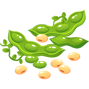 Soybean
