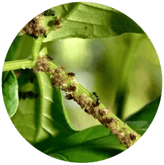 Aphids