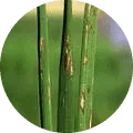 Rice Blast Disease