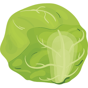 Cabbage