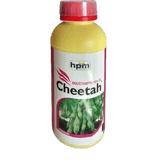 Cheetah