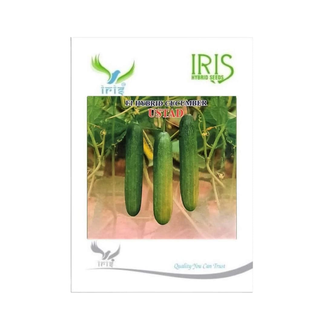 Hybrid Cucumber Ustad Vegetable Seeds