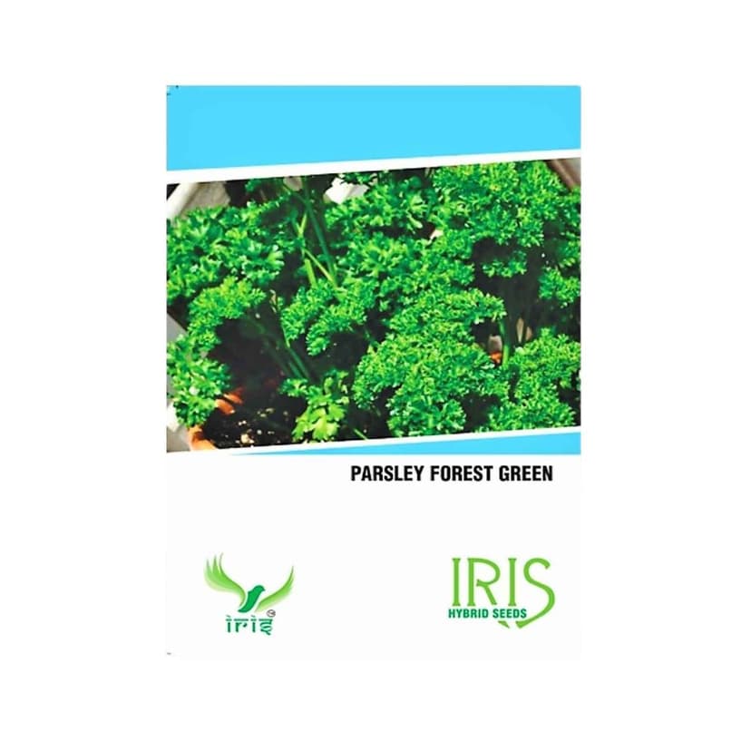 Hybrid Parsley Herb Seeds