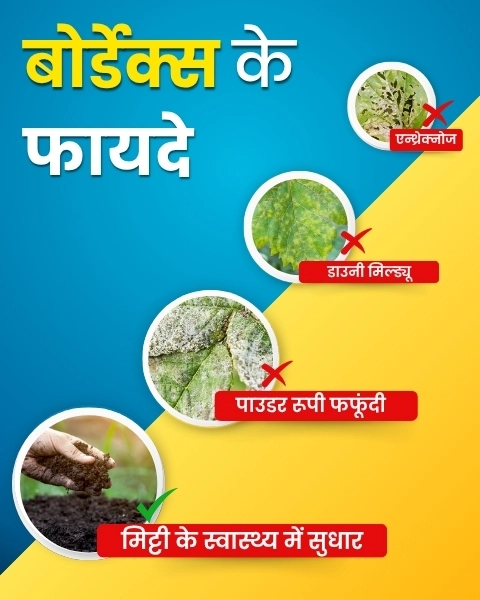 Katyayani Bordeaux Mixture – Broad-Spectrum Contact Fungicide (950 gm)
