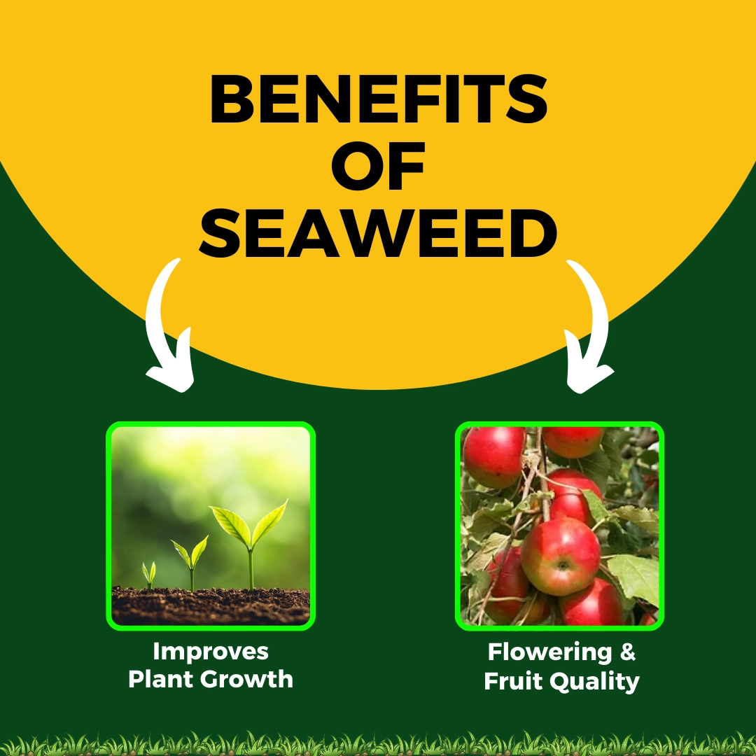 Katyayani Seaweed Extract | Liquid Organic fertilizer | 500 ML ( 500 ML x 1 )