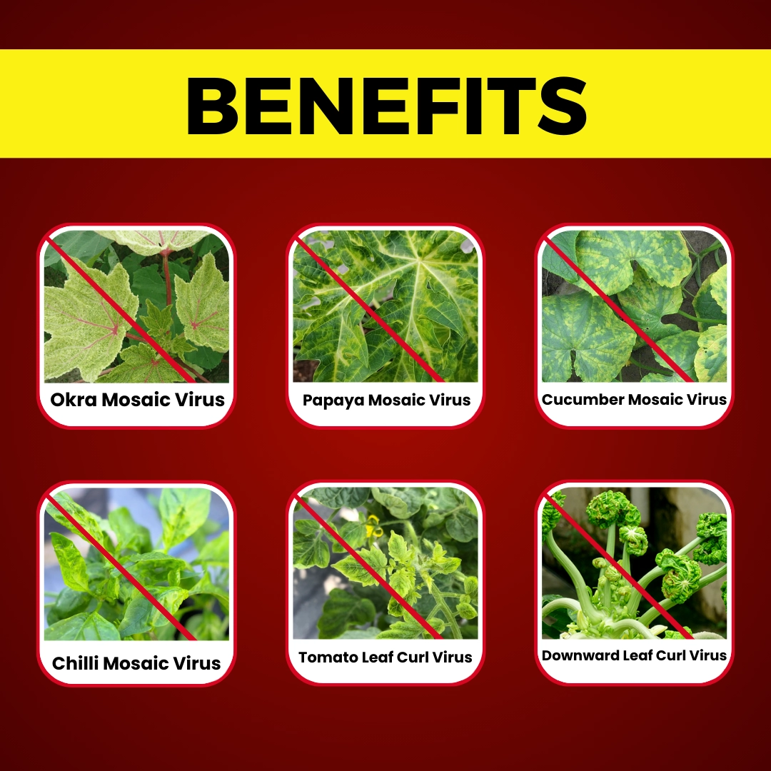 Katyayani Antivirus Viricide | Special for Chilli, Tomato & Brinjal 5 Litre (500 ml x 10)