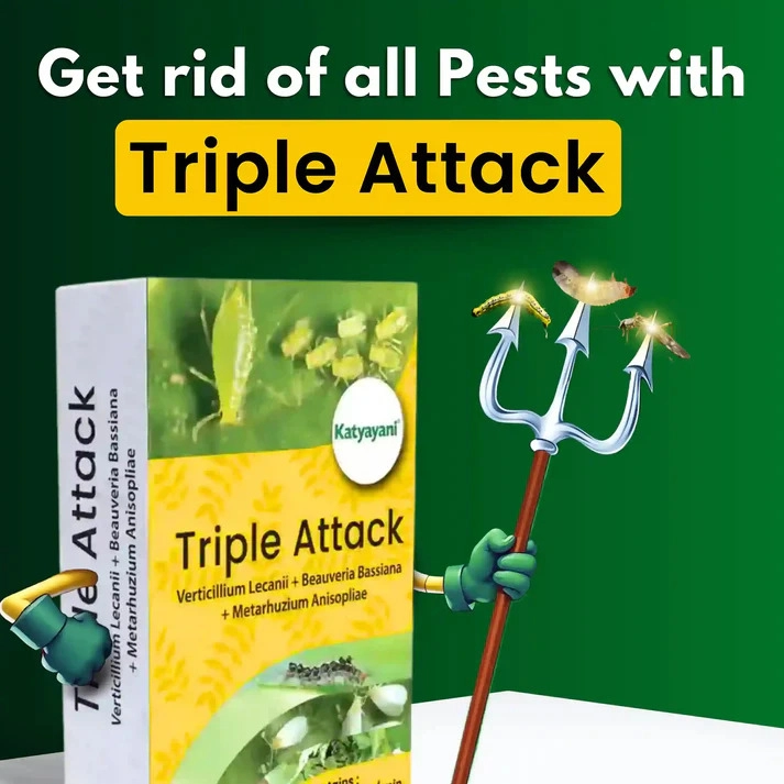 Katyayani Triple Attack Powder-1 kg
