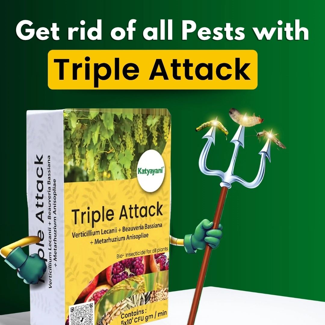 KATYAYANI TRIPLE ATTACK | VERTICILLIUM LECANII + BEAUVERIA BASSIANA + METARHIZIUM ANISOPLIAE | BIO PESTICIDE POWDER