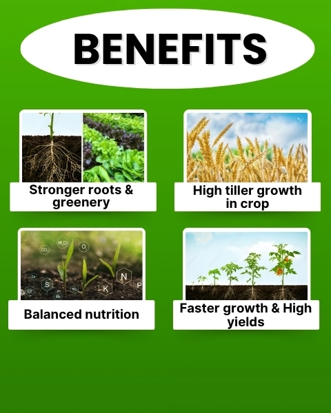 Katyayani NPK 19:19:19 | Water Soluble Fertilizer