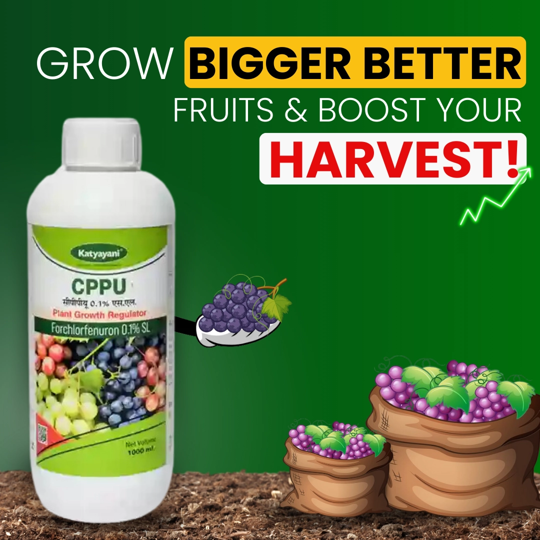 Katyayani CPPU Forchlorfenuron 0.1 % L Plant Growth Regulator
