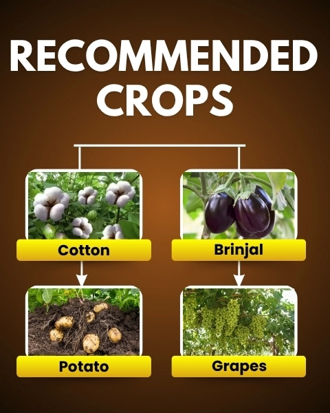 katyayani Mikochin Chlormequat Chloride 50 % SL Plant Growth Regulator