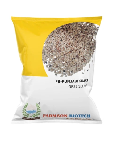 FODDER GRASS FB-PUNJABI GRASS